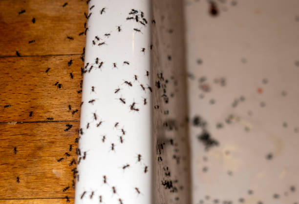 Best Bed Bug Extermination  in East Riverdale, MD