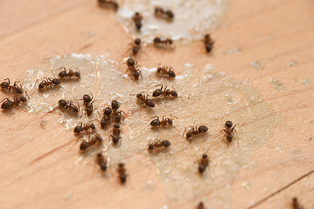 Wildlife Control Services in East Riverdale, MD